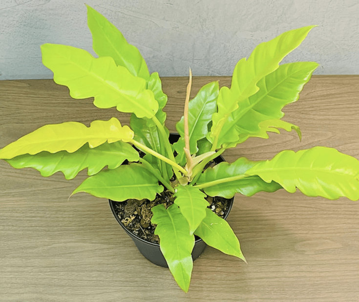 Image for Philodendron Golden Crocodile